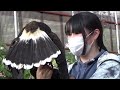 富士花鳥園　バードショー　ハリスホーク　ハヤテ