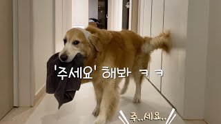 Retriever brings you a new towel when you forgot to bring one before your shower