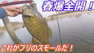 This is small mouth bass fishing in Japan!