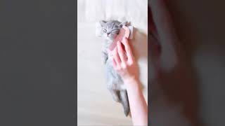 Baby Kitty Spa Time!