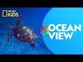 Ocean View | Ready, Set, Zoom!