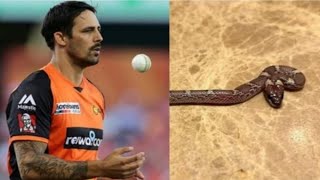 आस्ट्रेलियाइ क्रिकेटर मिचेल जांनसन के होटल रुम मे मिला जहरीला साप |  Mitchell Johnson | cg news