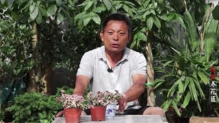 雅乐之舞盆景怎么养？影响美观频繁掉叶，解决方法很简单！【养花的师傅】