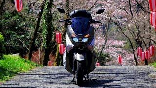 YAMAHA NMAX☆桜の道を走る