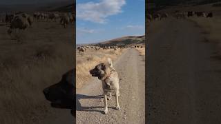 #dogs #kangaldog #öneçıkar #kangal #doğa #kangalpuppy #koyun #wolfdog #köpek #dogfights