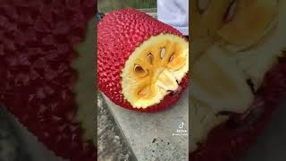 Red Jackfruit Cutting #shorts #tiktok #satisfying #tiktokchina