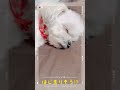 【疲れた】トリミング後はよく寝ます❣️チワマルアッシュ！ shorts dog 犬 癒し