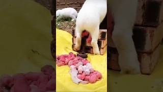 Cute white baby rabbit 🐰#rabbit #animals #crazyvlog  #shorts #short