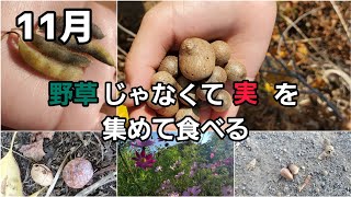 [11月野草じゃなくて実、種を集めて食べる]