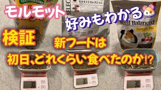 モルモット3匹は、新フードを、どのくらい食べたか検証してみました【How much did the 3 guinea pigs eat the new food on the first day?】