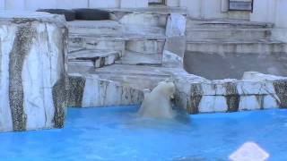 ホッキョクグマ ララも楽しく走る午後~Polar Bears are playing