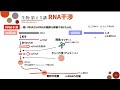 【高校生物】第45講「rna干渉」mirnaとsirnaによる翻訳の抑制