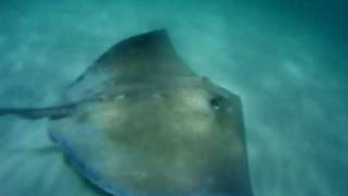 The Deadly Barb of Death: Grabbing the Tail of a Stingray