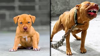 Before & After Animals Growing Up. Incredible Animal Transformations