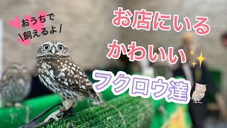 お店にいるフクロウ達のご紹介♪（熱帯倶楽部　東川口本店）