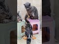 cat vs goose vs duck. cat kitten pet funnycat funnyanimals