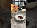 cat vs goose vs duck. cat kitten pet funnycat funnyanimals