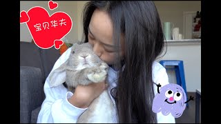 我的宝贝华夫|养兔子是一种什么体验|宠物🐰|怎么可以吃兔兔