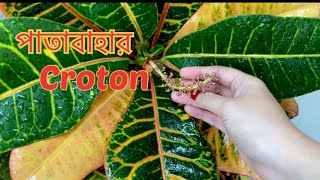 ক্রোটন / পাতাবাহার গাছের পরিচর্যা ।  Croton plant care in Bengali