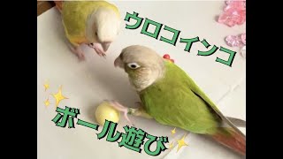 ウロコインコのボール遊び