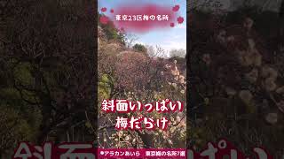 【2024東京23区梅の名所】池上梅園。2/25梅まつり開催。回廊を歩きながら斜面いっぱいの梅を見下ろす贅沢さ！#shorts