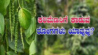 ಕರಿಮೆಣಸಿಗೆ ರೋಗ ತಗಲದಂತೆ ಹೀಗೆ ನೋಡಿಕೊಳ್ಳಿ..! Way to avoid diseases in black pepper