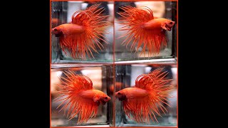 Betta Fish Solid Color SUPER ORANGE Crowntail CT KING P100