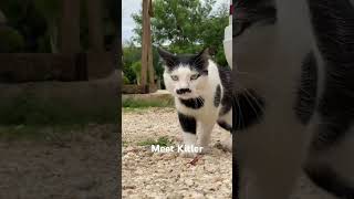 Hitler reincarnated into the cat Kitler #kitler #kitlercat #zanzibar #africantour