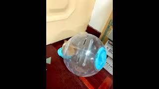 [鼠球] 黑輪學會開鼠球了??  Open a mouse ball?? ｜倉鼠家族