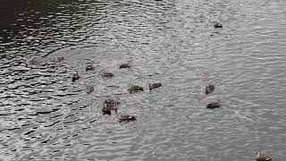 集団で求愛するため集まってきたカルガモ 英語:spot-billed duck（軽鴨、学名:Anas zonorhyncha）鳥綱カモ目カモ科マガモ属　DSCN1620