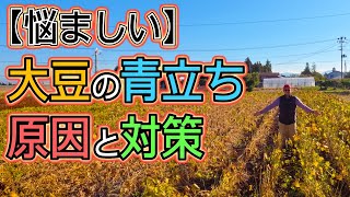 【悩ましい】大豆の青立ち、「原因と対策」