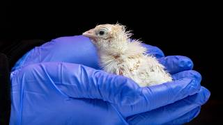 Company hatches first chicks from artificial egg, advancing avian embryo development, de-extinction