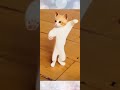 dancing cat part 5 jinga lala hoo hoo 🤪