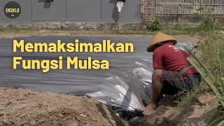 Pentingnya Mulsa pada Lahan Pertanian Hortikultura