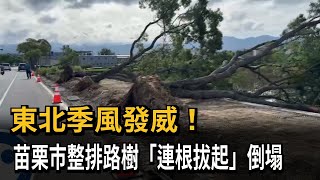 東北季風發威！苗栗市整排路樹「連根拔起」倒塌－民視新聞