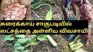 Bottle gourd cultivation/சுரைக்காய் சாகுபடி/விதை நடவு முதல் அறுவடை வரை