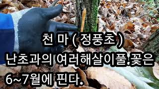 [약초] 천마 산행(충북)효능1부🔆