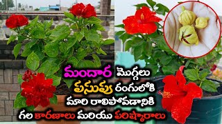 Hibiscus Bud Drop Problem Reasons \u0026 their Solutions | మందారం మొగ్గలు రాలిపోతుంటే ఇలా చేయండి