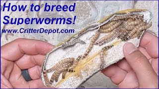 How to Breed Superworms!