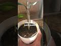 Propagating ZZ Plant is so easy (zamioculcas zamiifolia)