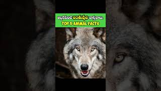 Top 5 interesting Animal facts in telugu | Interesting Facts | #shorts #trending #facts