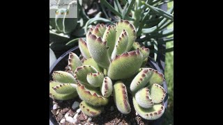 Cotyledon Tomentosa 'Bear's Paw' Quick Overview \u0026 Care Tips