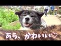 大多喜ハーブガーデンに行ってきました！【秋田犬】【大型犬】【akita dog】