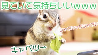 シマリスがキャベツを食べてるだけなのに無性にキャベツが食べたくなってしまう動画