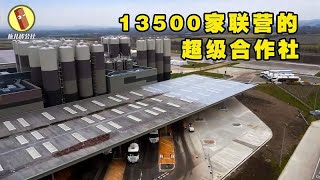 探访牛奶工厂，13500家农户联营的合作社，每分钟加工两千升牛奶