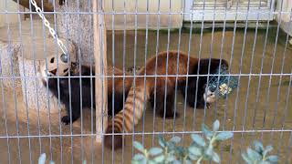 レッサーパンダ　ニーコとレイファのフィーダーチャレンジ（2024/4/7　西山動物園）