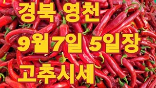 태풍 힌남노 지나가고 고추시세가 궁금해서 다녀왔습니다  #영천5일장 #고추시세 #시골장날 구경거리