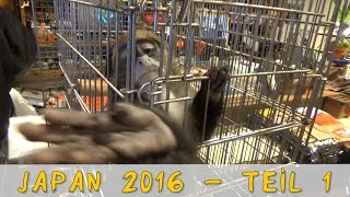 Reptil TV - Folge 87 - Roadtrip nach Japan 2016