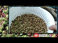 Intip proses pembibitan dan okulasi kopi petani Vi3TNAM || review video