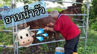 Family farm แก้มลิง | อาบน้ำวัว